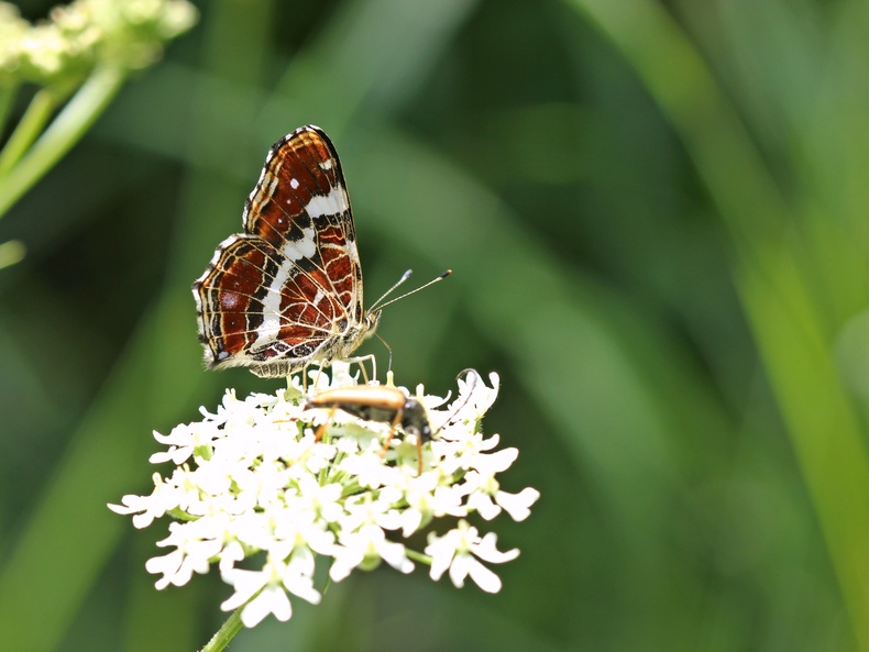 Insekten auf einer Doldenblüte Insekten auf einer Doldenblüte
