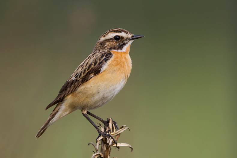 Braunkehlchen Braunkehlchen