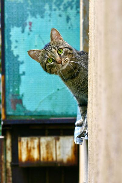Beispielbild Katze Beispielbild Katze