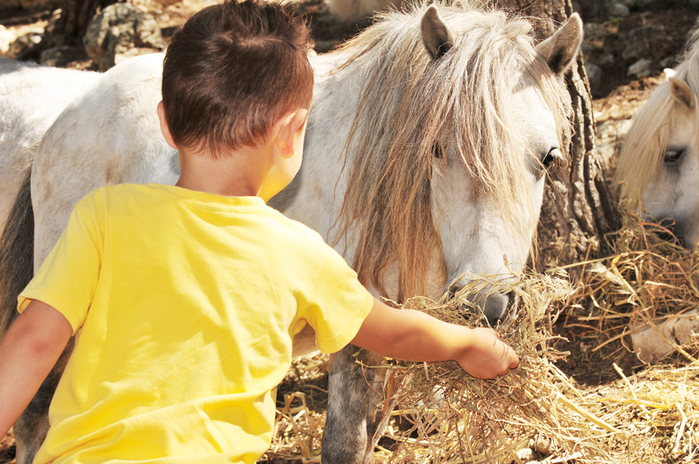 ein kleines Kind füttert ein Pony ein kleines Kind füttert ein Pony