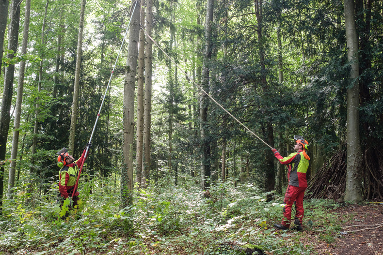 LFI FARMINAR - Seilgestützte Fällung.jpg LFI FARMINAR - Seilgestützte Fällung.jpg