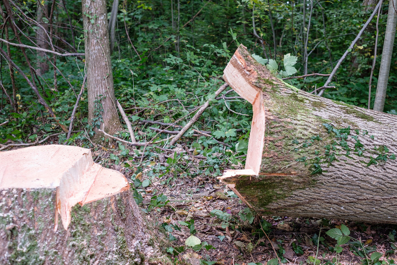 LFI FARMINAR - Seilgestützte Fällung.jpg LFI FARMINAR - Seilgestützte Fällung.jpg