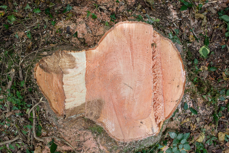 LFI FARMINAR - Seilgestützte Fällung.jpg LFI FARMINAR - Seilgestützte Fällung.jpg