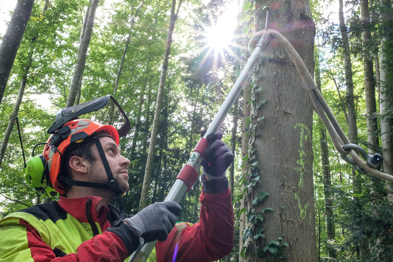 LFI FARMINAR - Seilgestützte Fällung.jpg LFI FARMINAR - Seilgestützte Fällung.jpg
