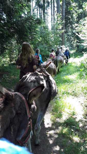 Mit Eseln unterwegs © Martina Rathmayr, Kooperationspartner www.eselgarten.at.jpg Mit Eseln unterwegs © Martina Rathmayr, Kooperationspartner www.eselgarten.at.jpg