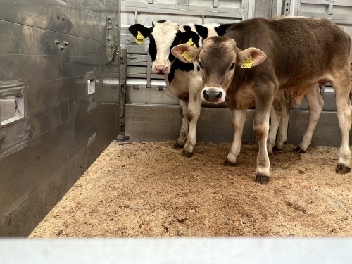 Zwei Rinder im gesetzeskonform, tiergerecht ausgestattetem Anhänger mit Einstreu