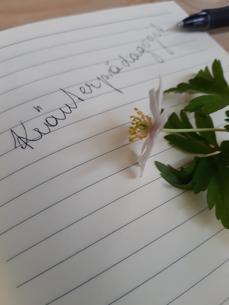 Notizheft mit Kugelschreiber und Blume und geschrieben Kräuterpädagogik.