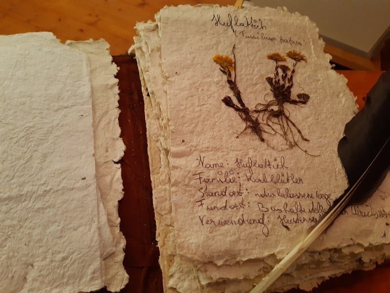Auf einem selbstgeschöpften Papier ist der Huflattich mit Handschrift beschrieben. Auf einem selbstgeschöpften Papier ist der Huflattich mit Handschrift beschrieben.