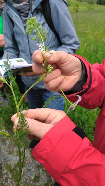 Zwei Hände halten eine Wildblume. Im Hintergrund eine Frau mit Bestimmungsbuch.