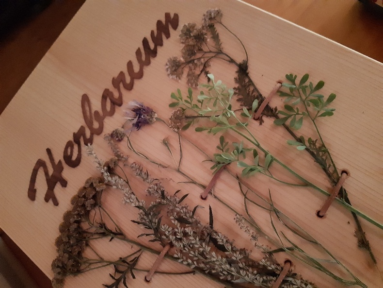 Ein Herbariumdeckblatt aus Holz mit getrockneten Pflanzen.