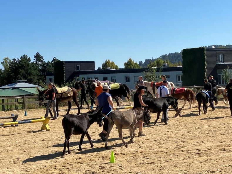 Einige Pferde und Esel, samt Betreuer geben auf einem Reitplatz eine Vorführung.