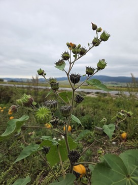 [17617318393457.jpg]