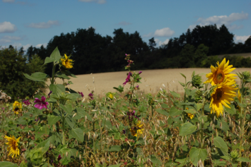 [1764772176067360.png]