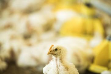 [1766040088254678.jpg]