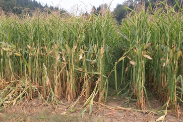 [1772461950751862.jpg]