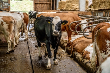 [1772634513165855.jpg]