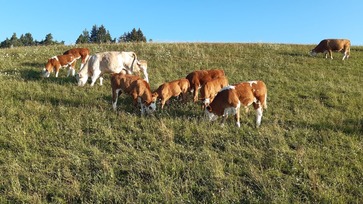 [1773071915908874.jpg]