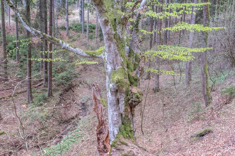 LFI-Farminar Biodiversität im eigenen Wald - Maßnahmen leicht gemacht.jpg