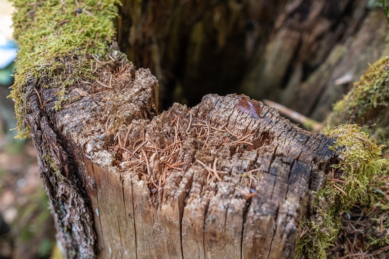 LFI-Farminar Biodiversität im eigenen Wald - Maßnahmen leicht gemacht.jpg LFI-Farminar Biodiversität im eigenen Wald - Maßnahmen leicht gemacht.jpg