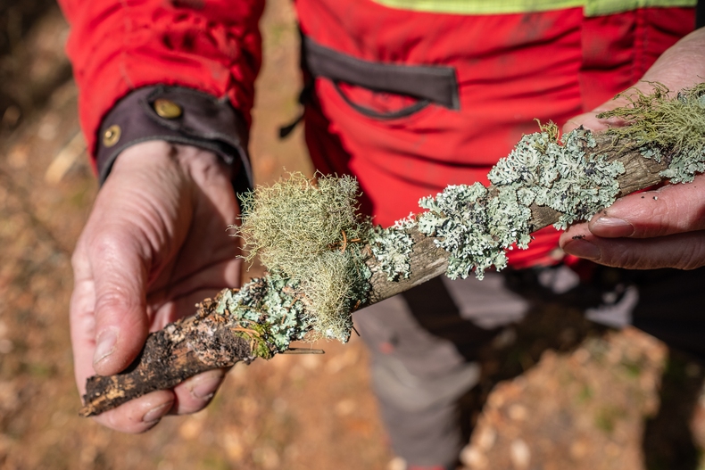 LFI-Farminar Biodiversität im eigenen Wald - Maßnahmen leicht gemacht.jpg LFI-Farminar Biodiversität im eigenen Wald - Maßnahmen leicht gemacht.jpg