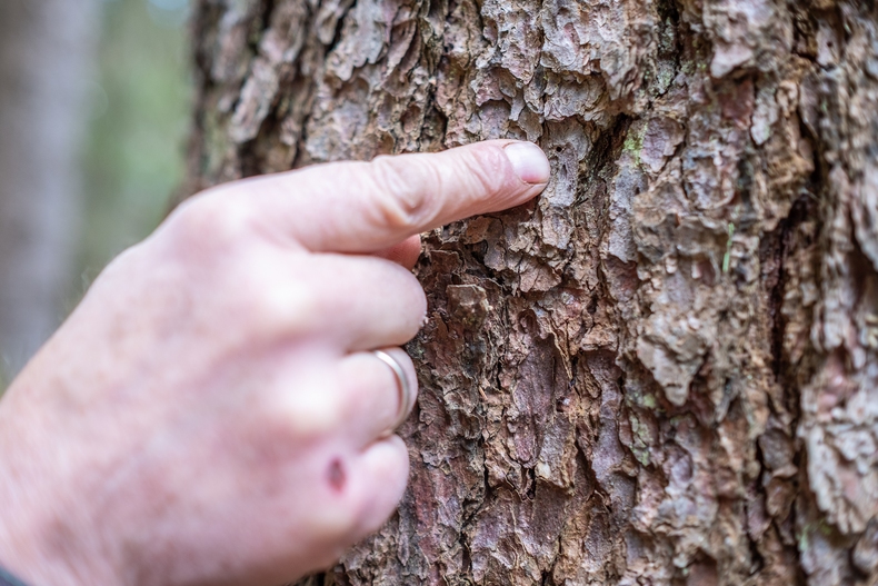 LFI-Farminar Biodiversität im eigenen Wald - Maßnahmen leicht gemacht.jpg