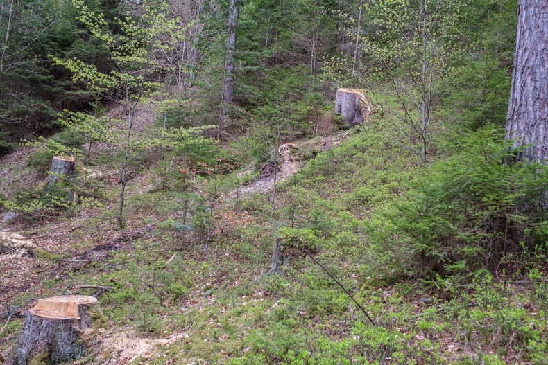 LFI-Farminar Biodiversität im eigenen Wald - Maßnahmen leicht gemacht.jpg