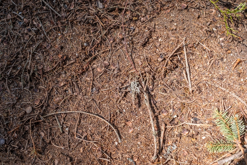 LFI-Farminar Biodiversität im eigenen Wald - Maßnahmen leicht gemacht.jpg