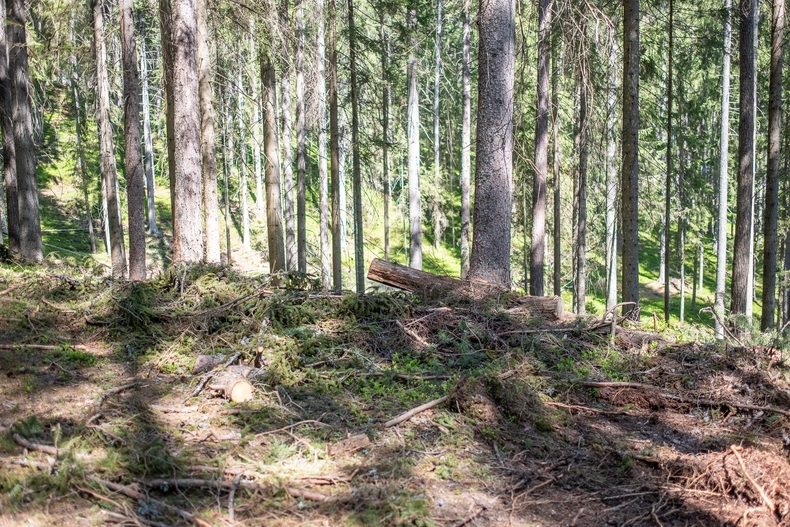 LFI-Farminar Biodiversität im eigenen Wald - Maßnahmen leicht gemacht.jpg