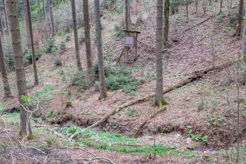LFI-Farminar Biodiversität im eigenen Wald - Maßnahmen leicht gemacht.jpg