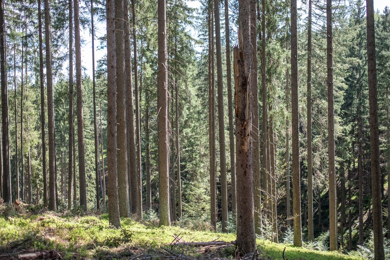 LFI-Farminar Biodiversität im eigenen Wald - Maßnahmen leicht gemacht.jpg
