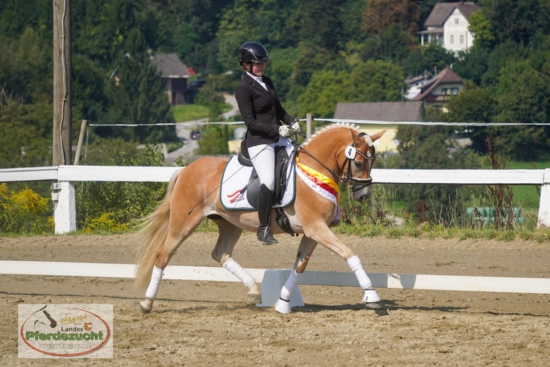 RP Haflinger 2025-136.jpg RP Haflinger 2025-136.jpg