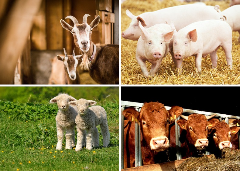 Auf einem Bild zu sehen Ziegen, Schweine, Kühe und Schafe.