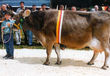 Bild: Landeskontrollverband Kärnten (LKV) Bild: Landeskontrollverband Kärnten (LKV)