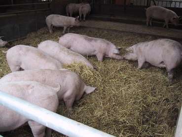 Schweine.jpg © Pleier Wolfgang