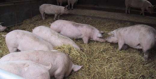 Schweine.jpg © Pleier Wolfgang