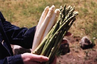 Weißer und grüner Spargel.jpg © LK Niederösterreich
