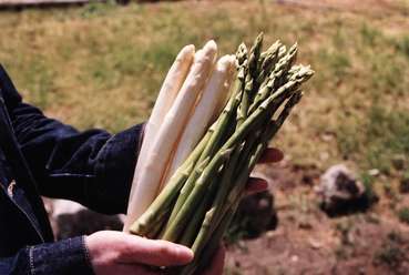 Weißer und grüner Spargel.jpg.jpg © LK Niederösterreich