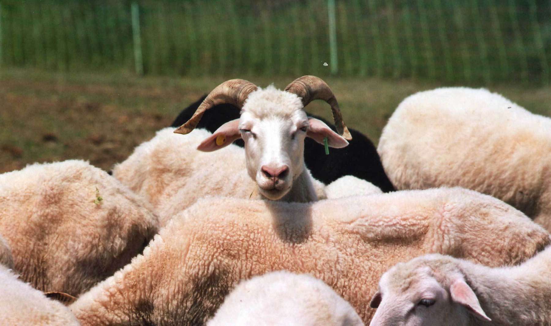 Schafe und Ziegen.jpg.jpg
