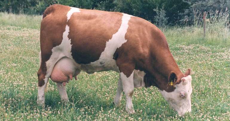 Weidende Kühe.jpg.jpg © LK Niederösterreich Weidende Kühe.jpg.jpg © LK Niederösterreich