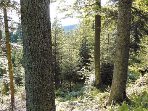 Wald.jpg © LK Vorarlberg