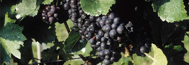 Weinreben.jpg © Gröger