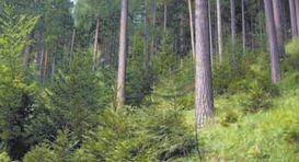 Optimale Naturverjüngung im Schutzwald. © Bauernjournal