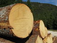 Holz aus OÖ Wäldern © DI Albert Steinegger