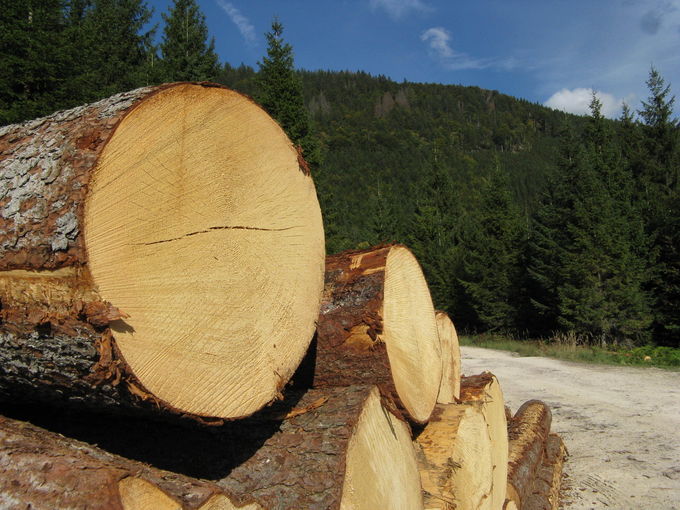 Holz aus OÖ Wäldern.jpg © DI Albert Steinegger