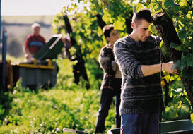 Mit Zustimmung des Betriebsführers kann eine Reihe von unentgeltlich mitarbeitenden Personen die freiwillige Selbstversicherung beantragen. © BMLFUW/Pichler Mit Zustimmung des Betriebsführers kann eine Reihe von unentgeltlich mitarbeitenden Personen die freiwillige Selbstversicherung beantragen. © BMLFUW/Pichler