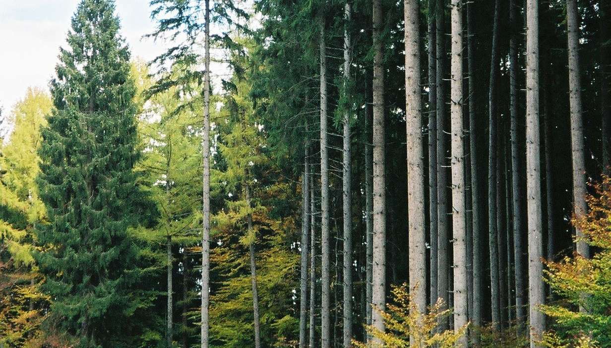 mischwald.jpg © Wirtitsch mischwald.jpg © Wirtitsch