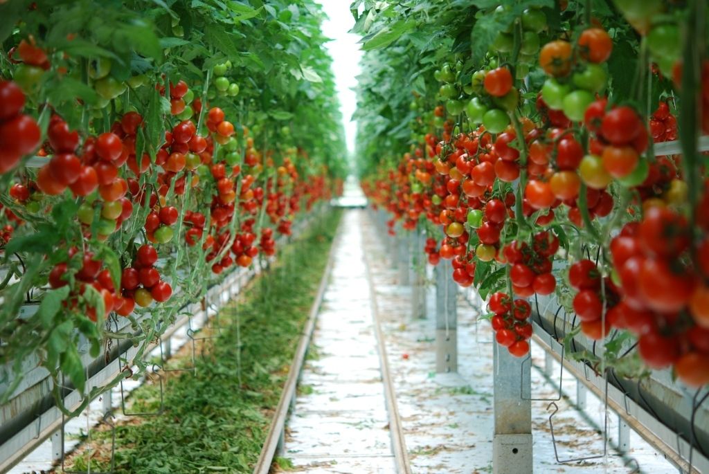 Tomaten.jpg © LK Wien