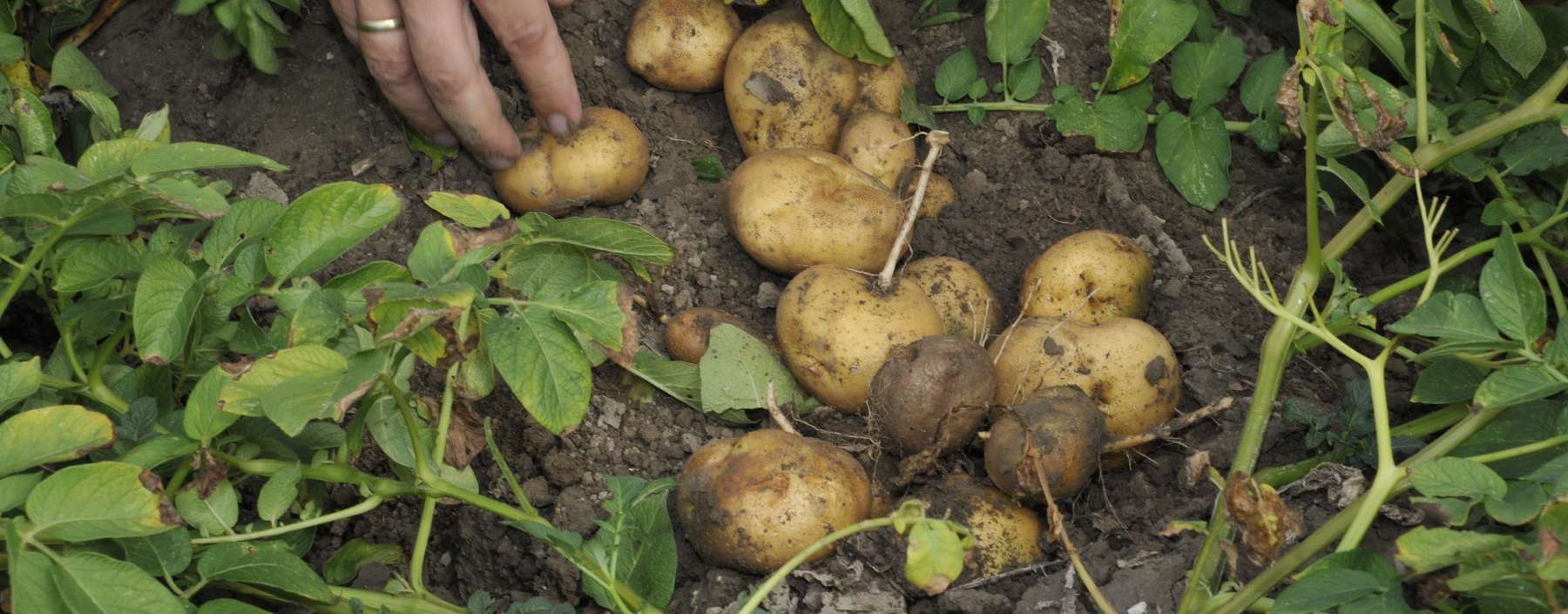 Kartoffelnest Göll.jpg © LK NÖ/ Göll Kartoffelnest Göll.jpg © LK NÖ/ Göll