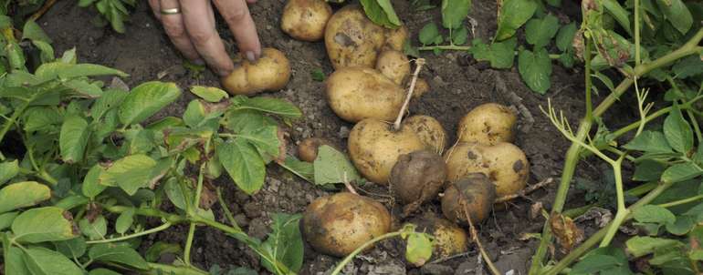 Kartoffelnest Göll.jpg © LK NÖ/ Göll Kartoffelnest Göll.jpg © LK NÖ/ Göll