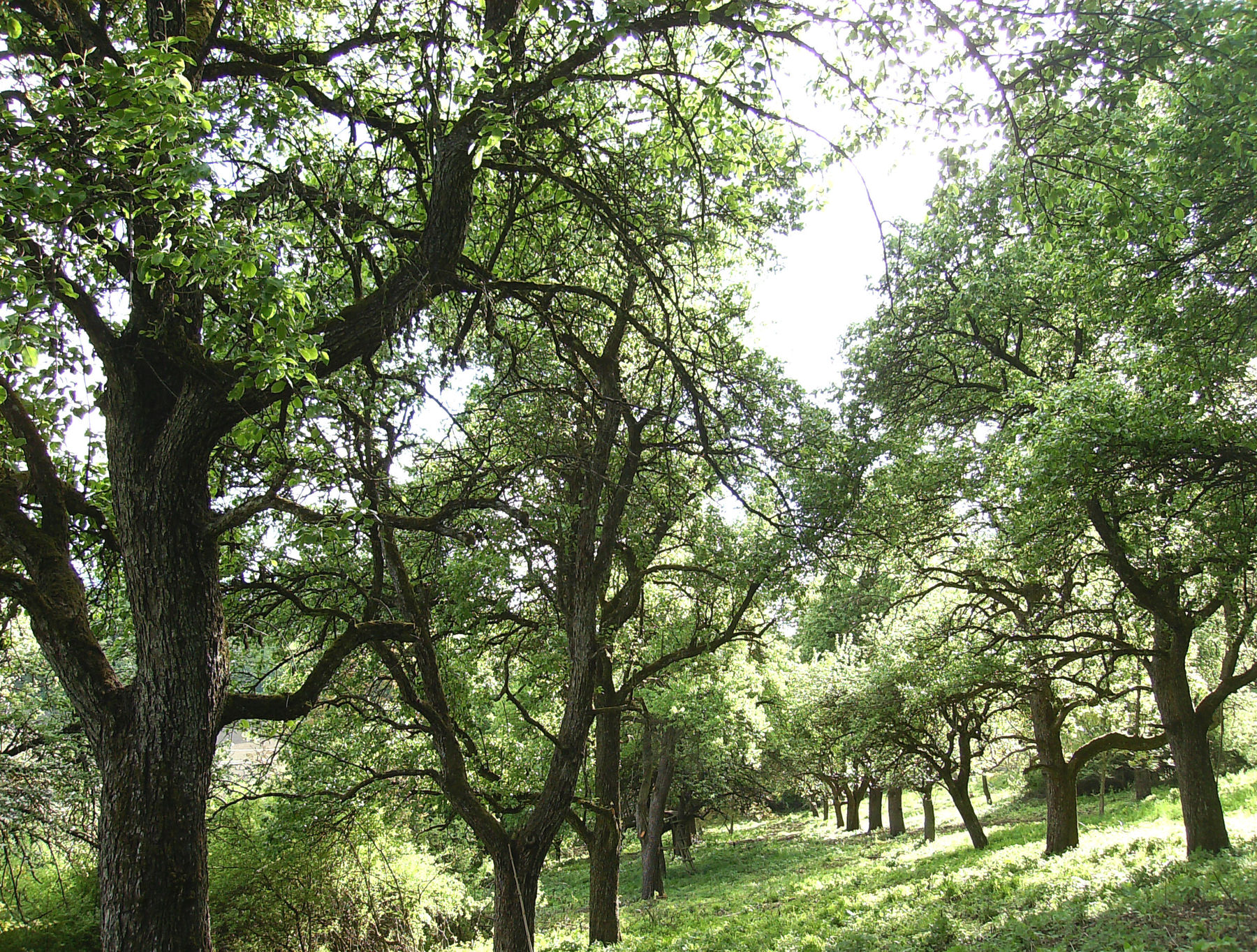 Streuobstgarten.jpg © Archiv Streuobstgarten.jpg © Archiv